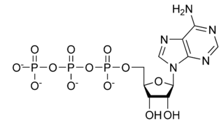 Chemical structure of ATP