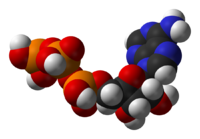 Space filling image of ATP