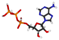 3D model of ATP