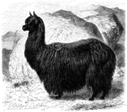 Sketch of an alpaca