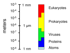 The sizes of prokaryotes relative to other organisms and biomolecules.