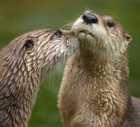 North American River Otters