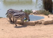 Zebras drinking water in the Jerusalem Biblical Zoo