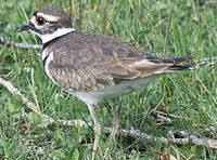 Killdeer