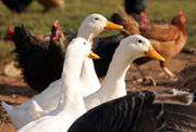 Ducks amongst other poultry