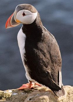 Atlantic Puffin