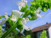 Flowering basil stalk