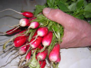 bunch of radishes