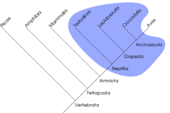 Reptiles are a paraphyletic group. The group can be made monophyletic by including the birds (Aves).