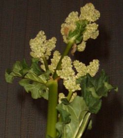 Rhubarb flower.