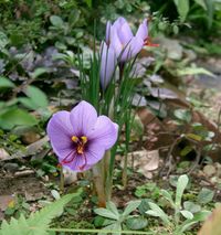 Saffron crocuses flowering in a garden in Osaka Prefecture (大阪府), Kansai, Honshu Island, Japan.