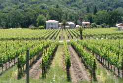 Vineyards are popular in California as both status symbols and sources of fine wine