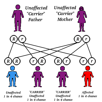 Autosomal recessive inheritance