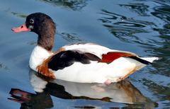 Common Shelduck