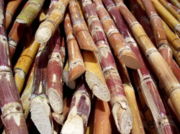 Harvested sugarcane ready for processing