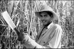 A sugar cane cutter in Cuba