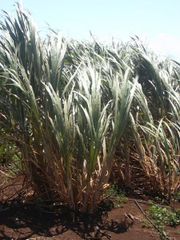 Saccharum officinarum grown in Hawaii