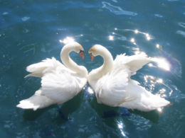 Mute Swans (Cygnus olor)