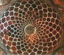 Interior of masjid dome, showing inlaid geometric decoration