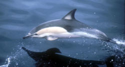 Common Dolphin