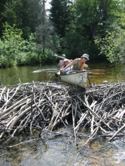 Canoeists try unsuccesfully to run a beaver dam in Algonquin Park.  The dam is about about 1m high.