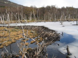 Tierra del Fuego.