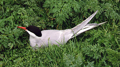 Arctic Tern