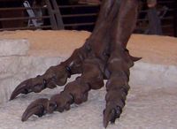 T. rex  foot  Picture taken at Field Museum of Natural History, Chicago