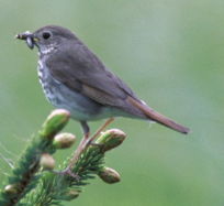 Hermit Thrush