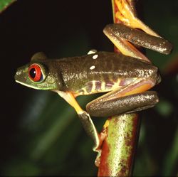 Red-eyed Tree Frog, Agalychnis callidryas