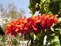 The Chaconia (Warszewiczia coccinea) flower is  the national flower of Trinidad and Tobago.