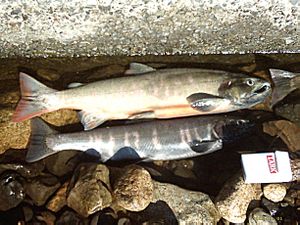 Biwa trout, Oncorhynchus masou subsp