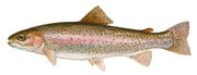 Rainbow trout, Oncorhynchus mykiss