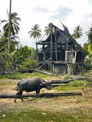 Water Buffalo in Indonesia