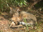 African wild cat