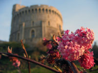 The Round Tower of Windsor Castle behind part of its garden