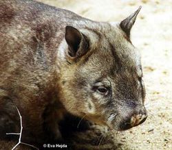 A Wombat sniffing