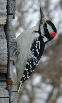 Hairy Woodpecker