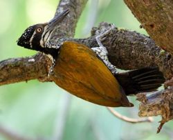 Female Western Ghats Greater Flameback, Chrysocolaptes lucidus socialis