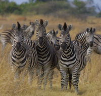 Zebra, Botswana