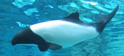 Commerson's Dolphin