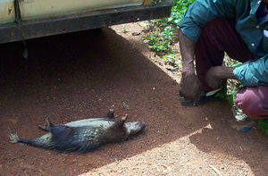 African brush-tailed porcupine sold for meat in Cameroon