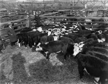 Men in suits and overcoats inspect Hereford yearlings.