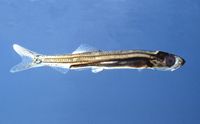 Juvenile herring. Length ca. 38 mm, ca. 3 months old (still transparent).  Visible are the otoliths, the gut, the silvery swimbladder and the heart.  Click twice into the image for high resolution.