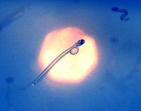 Very young larvae imaged in situ in the typical oblique swimming position.  The animal in the upper right is in the classical S-shape of the beginning phase of an attack of probably a copepod.  The remains of the yolk and the long gut are very well visible in the transparent animal in the middle.