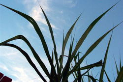 Sugarcane leaves