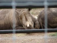 A black rhinoceros in the Natural Bridge Wildlife Park.