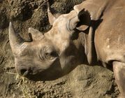 Black rhino grazing.