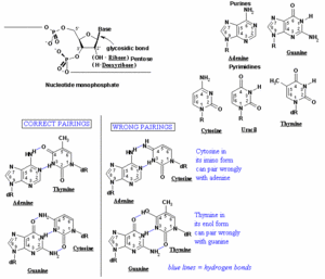 DNA base pairing