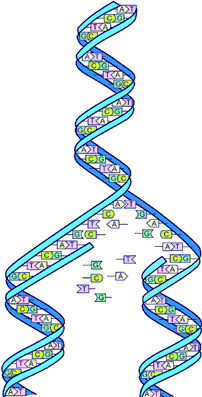 DNA replication